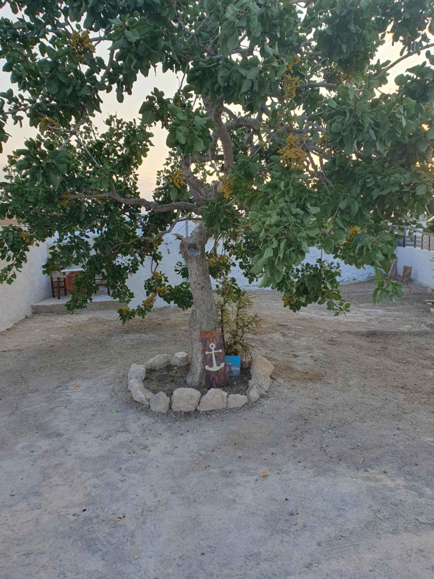 הוילה Aegina Da Vinci Kavouropetra מראה חיצוני תמונה